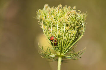 Closeup of red stripped bug on wild carrot bud with blurred background