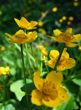 Marsh-marigold or kingcup (captcha palustris) is a small to medium size perennial herbaceous plant of the buttercup family. It's native to marshes, fens, ditches and wet woodland in temperate regions