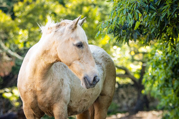 Palomino horse, looking cute and attentive, outdoors with trees.