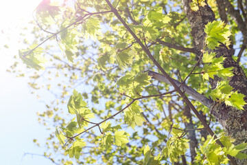 Obraz na płótnie Canvas Young fresh green leaves on maple branches in the rays of morning sunlight. Beautiful nature background