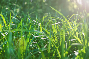 Green grass in the rays of sunlight, close-up. Beautiful nature background