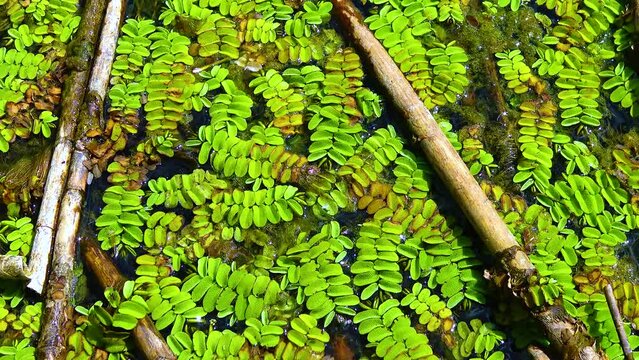 Floating fern, floating moss, water butterfly wings (Salvinia natans)