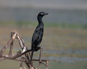 Little Cormorant sitting on a log in a wetland