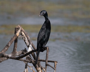 Little Cormorant sitting on a log in a wetland