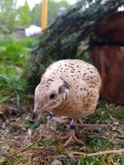 Young laying quails in species-appropriate free-range husbandry