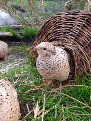 Young laying quails in species-appropriate free-range husbandry