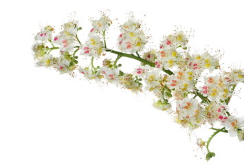 Horse-chestnut (Aesculus hippocastanum, Conker tree) flowers isolated on white  