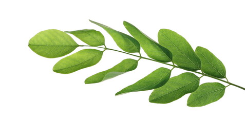 Blossoming acacia leaves on twig, branch isolated on white, black locust, clipping path