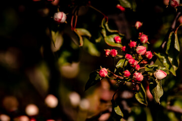 Spring pink blossom wallpaper