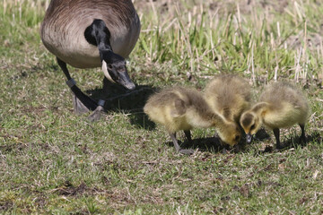 Canada Goose chicks grazing on parkland lawns under the watchful eye of Mom on a spring day

