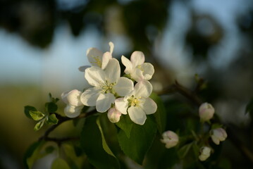 Obraz premium white blooming apple tree