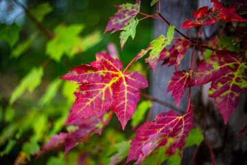 Fall Maple Leaf
