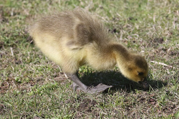 Canada Goose chicks grazing on parkland lawns under the watchful eye of Mom on a spring day
