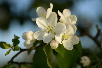 Obraz premium white blooming apple tree