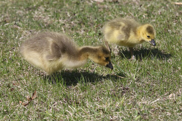 Canada Goose chicks grazing on parkland lawns under the watchful eye of Mom on a spring day
