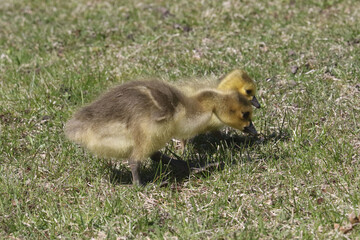 Canada Goose chicks grazing on parkland lawns under the watchful eye of Mom on a spring day
