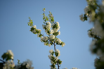 white blossoming apple tree bee pollinating apple tree flowers