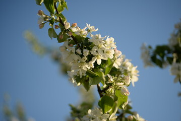 white blossoming apple tree bee pollinating apple tree flowers