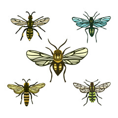 Vector set of beautiful flying insects. Illustration of flying insects in vintage style isolated on white