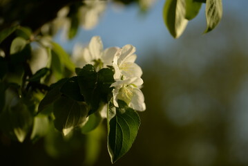 Obraz na płótnie Canvas white blossoming apple tree bee pollinating apple tree flowers