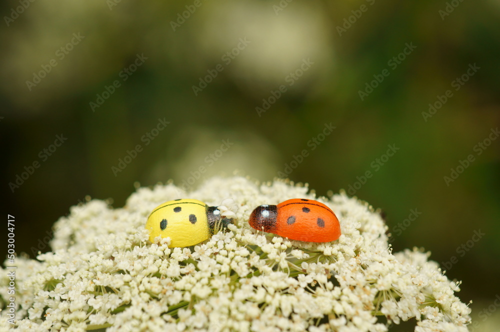 Poster A pair of ladybirds on a white wildflower. Figures of insects.