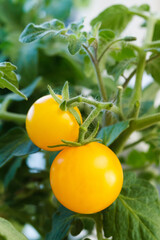 Yellow cherry tomatoes on a branch.