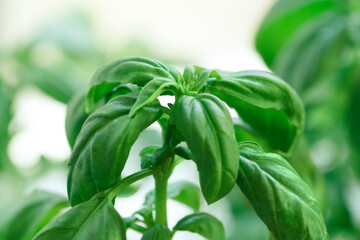 Growing fresh green basil.