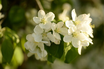 Fototapeta na wymiar white blooming apple tree