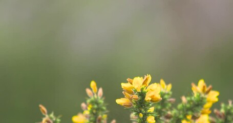 Stonechat small bird perched on and flying over yellow gorse bush slow motion