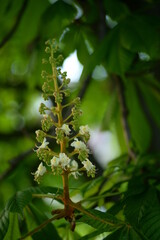 Fototapeta premium chestnut blossom young chestnut leaves Kastanienblüte junge Kastanienblätter Rosskastanie kastanie horse chestnut