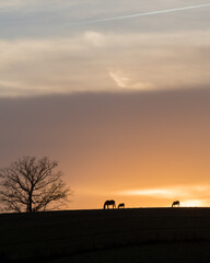 Fototapeta na wymiar Silhouette of Horses and Tree Against a Sunset