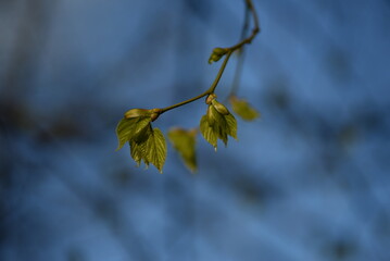 juicy young green linden leaves	
