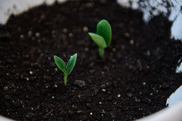 Agricultural activity, horticulture. Close-up growing sprouts cultivated in loosened black soil.