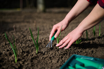 Focus on a gardener's hands using gardening rake loosens the ground and plants green onions and...