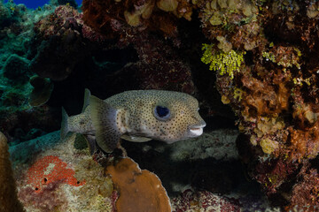 Obraz premium A porcupine fish lurks in a recess in the tropical Caribbean coral reef. this timid creature hides from potential danger 