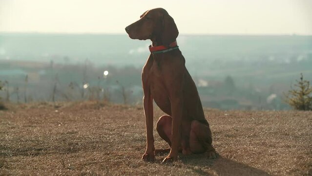 A big brown Great Dane dog with a red collar sits on a sunset nature background . He is looking away with a serious face view. High quality FullHD footage