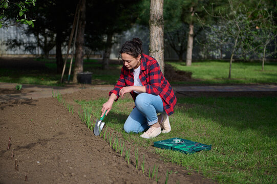 Delightful female gardener planting sprouts and seedlings with a hand shovel in the black soil in a flower bed in her country house vegetable garden