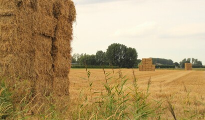 a field with big stacks of straw bales in the dutch countryside in summer