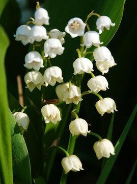 White Lily of the valley (Convallaria majalis) flowers against a dark green background