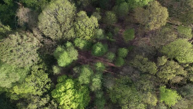 Ariel view of trees on an island in Grasmere lake Lake District UK