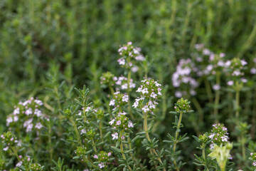 Thyme Sicilian, thyme plant, aromatic herb used in cooking, aromatherapy, medicine, thyme blossoms