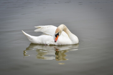 Naklejka premium A beautiful white swan swimming in the lake and cleaning its neck