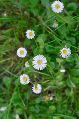 Fototapeta premium Chamomile flowers shot from above among green leaves