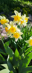 Obraz premium Beautiful yellow daffodils on a sunny day