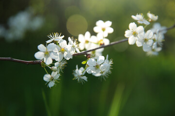 Bokeh flower Background. Cherry flowers on a branch in the backlight. Spring background