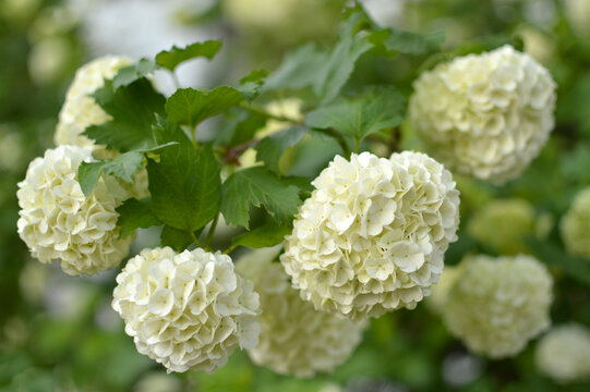 snowball bush viburnum in blossom