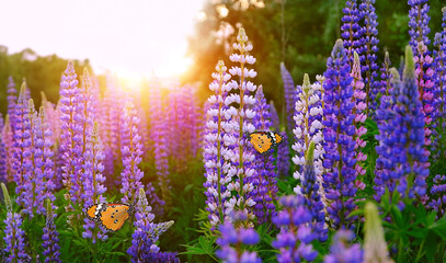 Obraz premium butterflies on lupine flowers on meadow, abstract natural sunny background. beautiful atmosphere dreamy floral landscape. summer season