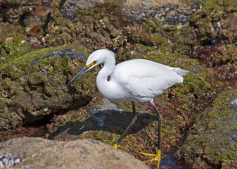 A Snowy Egret Searching the Tide Pools
