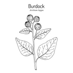 Burdock, Arctium lappa, or beggars buttons, medicinal plant