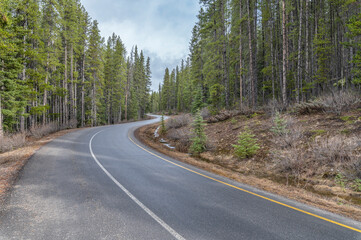 Winding forested road in Banff National Park, Alberta, Canada